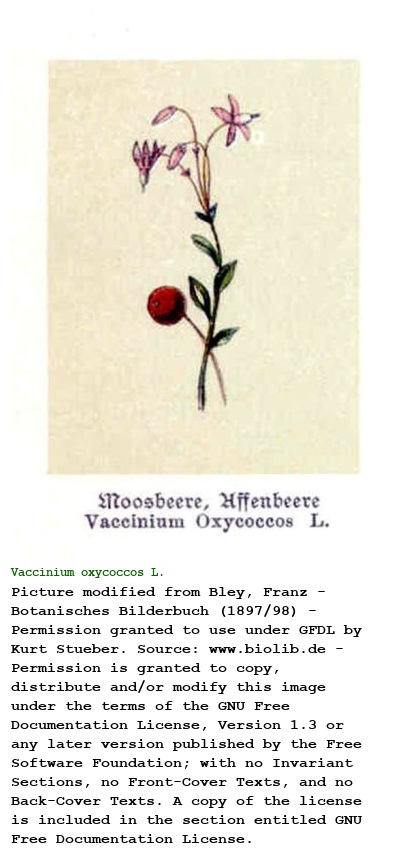 Vaccinium oxycoccos L.